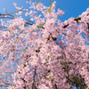 枝垂桜2