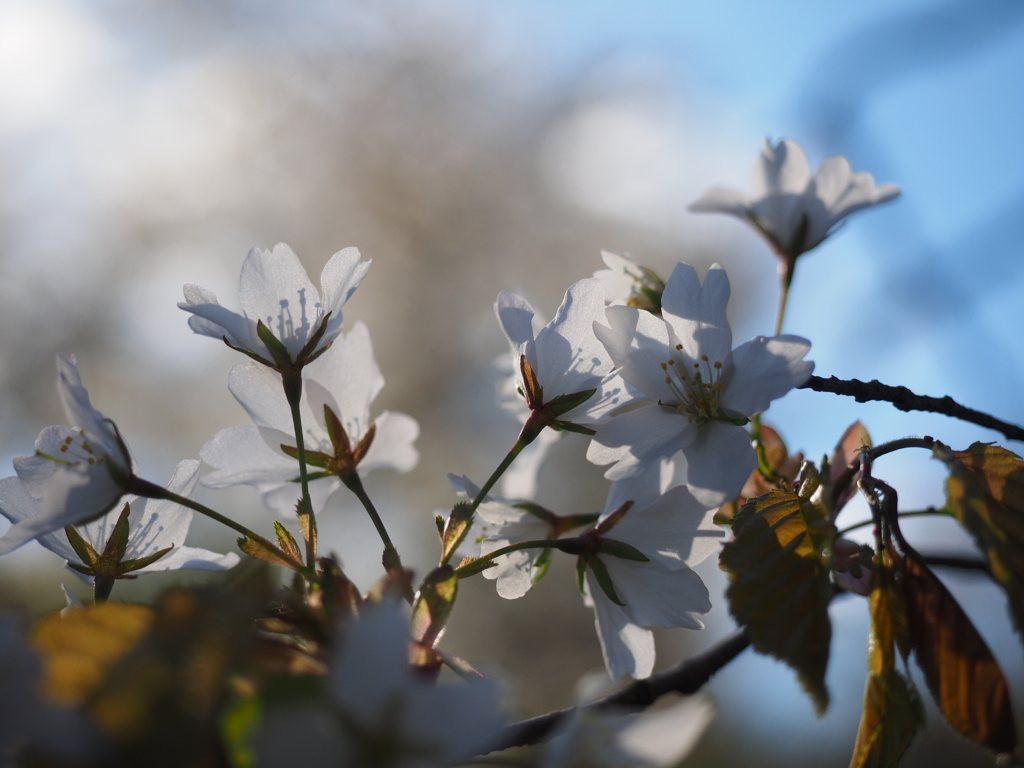 山桜