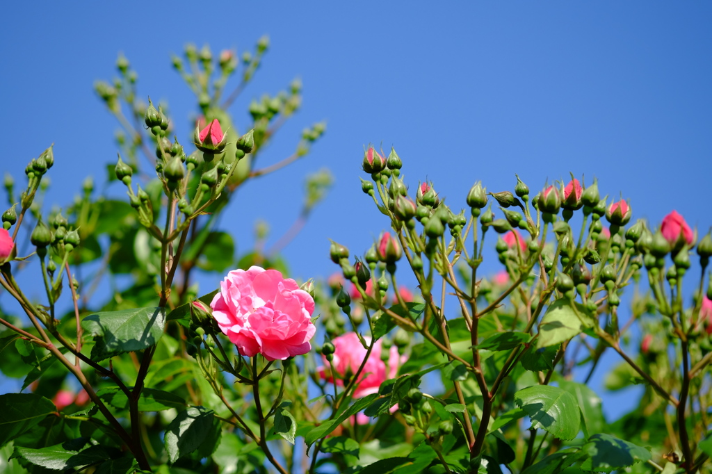 IKAWA ROSE GARDEN 1