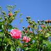IKAWA ROSE GARDEN 1