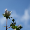 IKAWA ROSE GARDEN 3