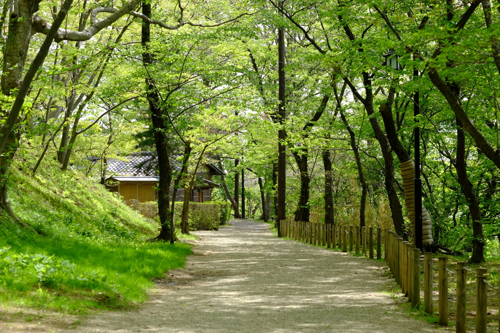 千秋公園　新緑