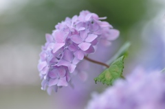 雨あがり