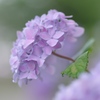 雨あがり