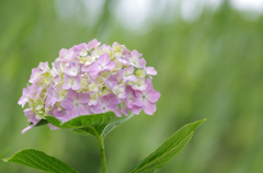 柳と紫陽花