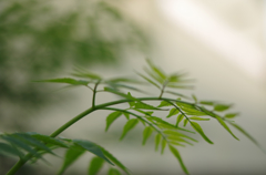 朝の散歩