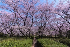  桜坂