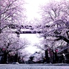 桜路