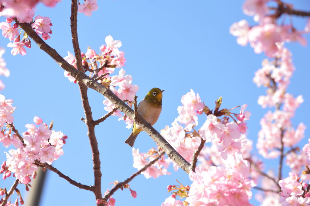 メジロと河津桜