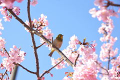 メジロと河津桜