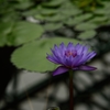 しっとりと。