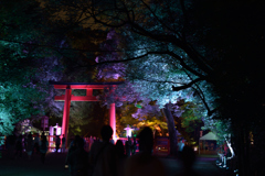 下鴨神社、夏。