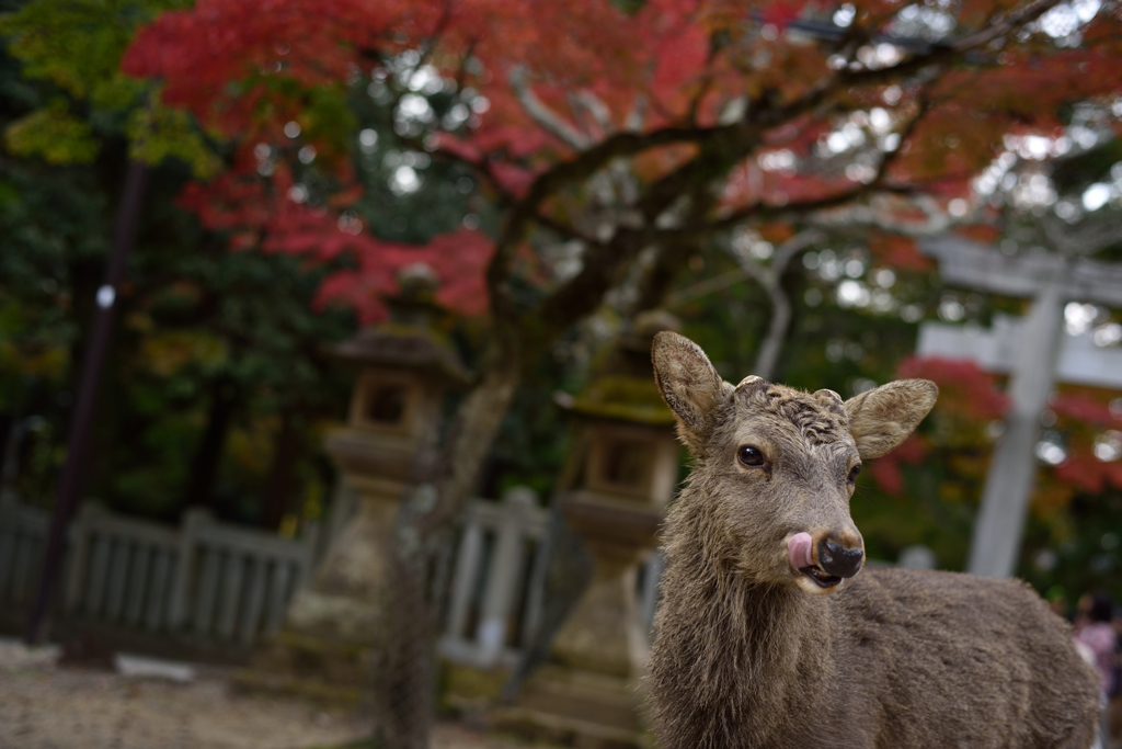 ランチタイム