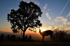 鹿と夕焼け