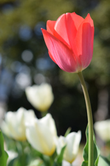 春の花