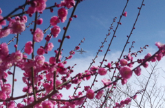梅の花と飛行機