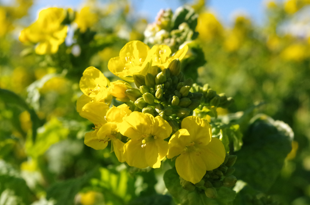 菜の花