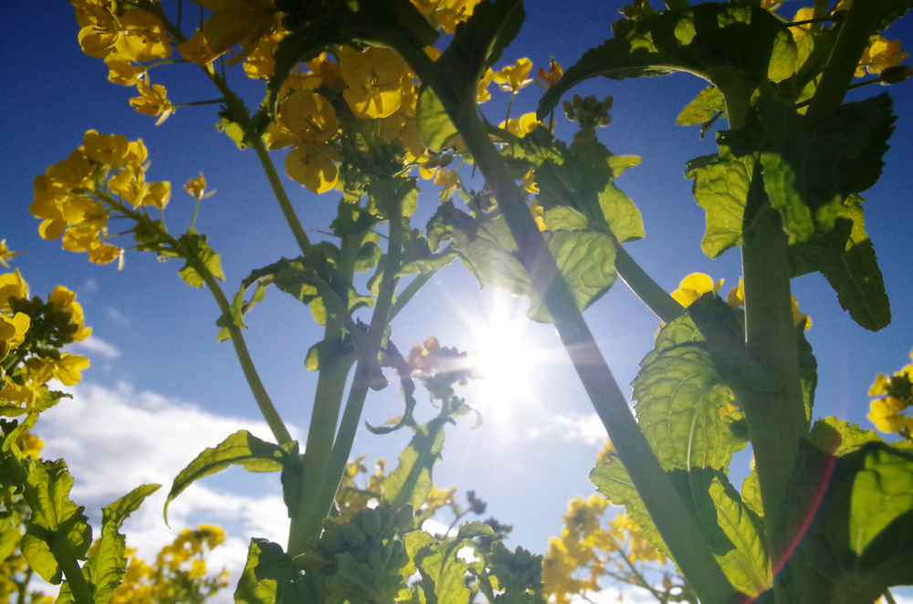 太陽と菜の花