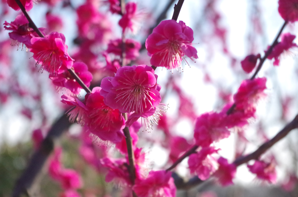 梅の花