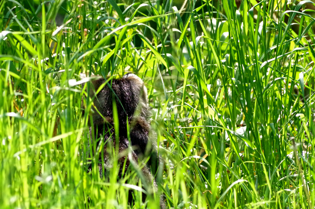 草むらの猫