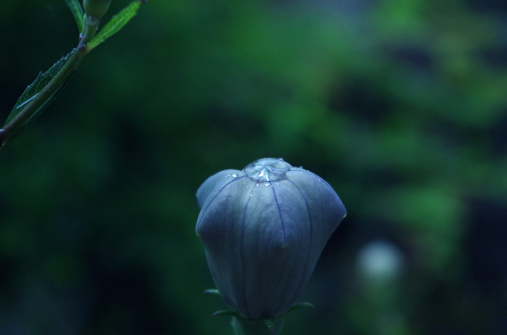 桔梗の蕾と雨粒