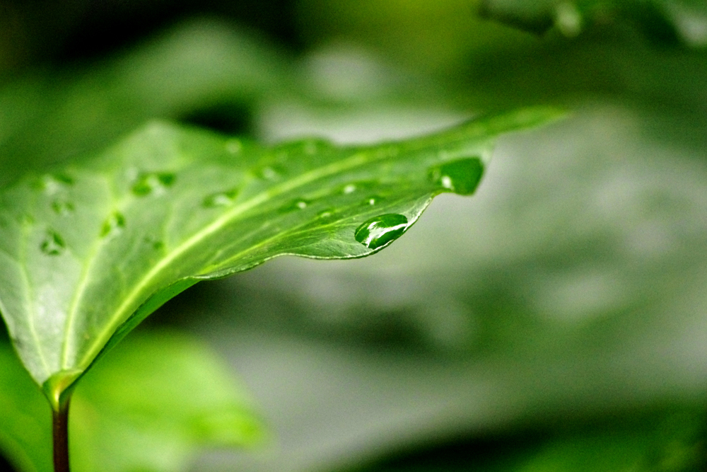 雨粒