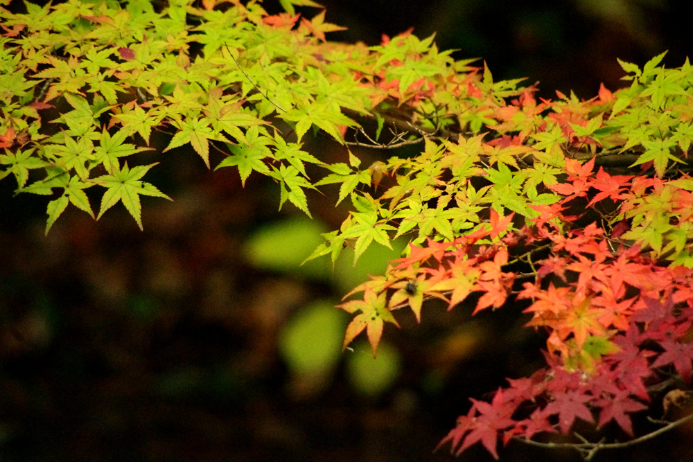 紅葉のグラデーション