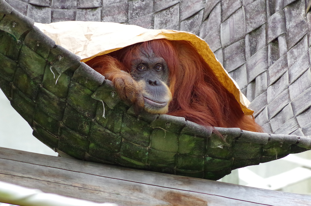 寝起きのオランウータンさん