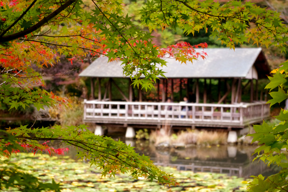 紅葉と池