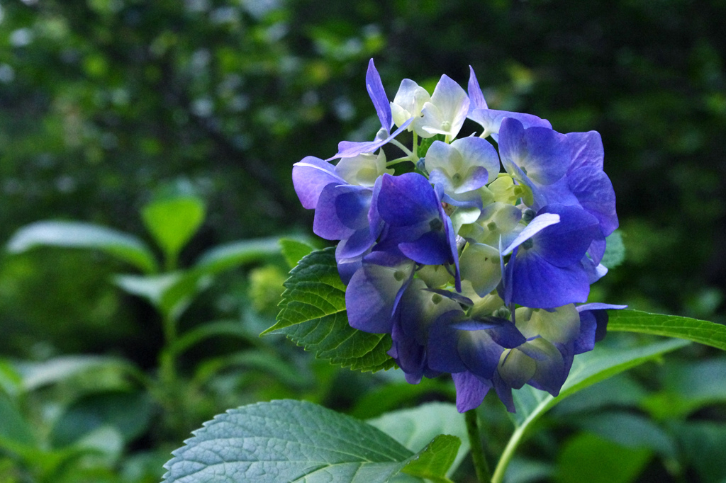 紫陽花