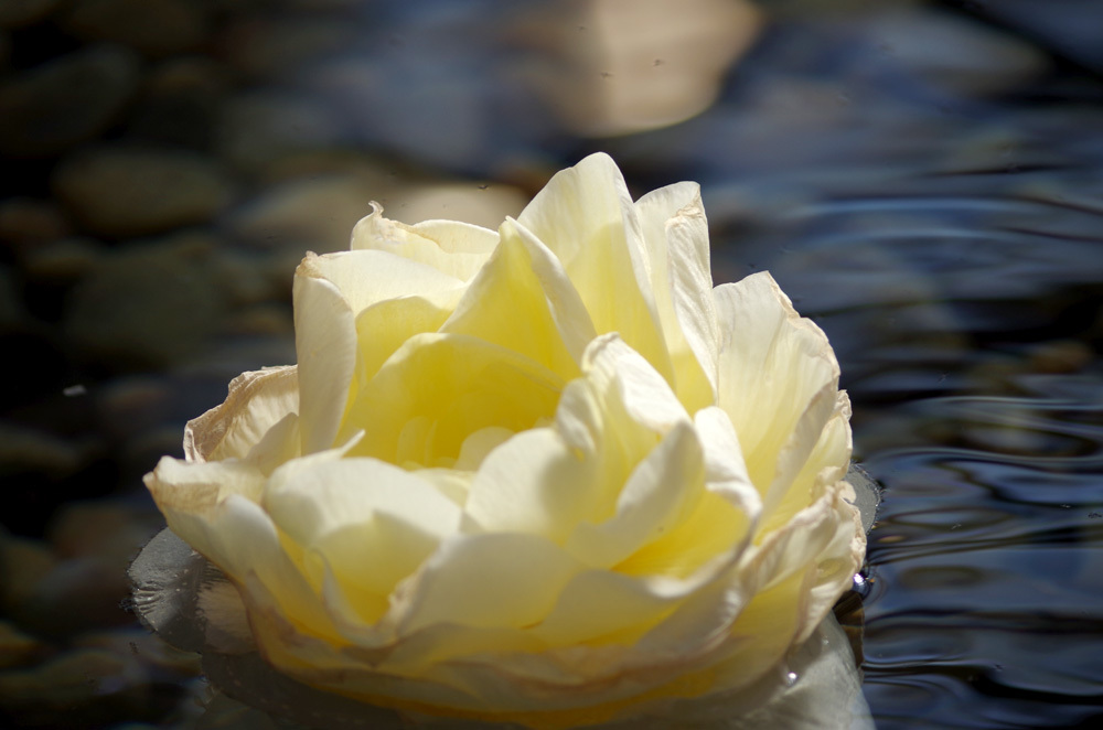 水辺に浮かんだ花