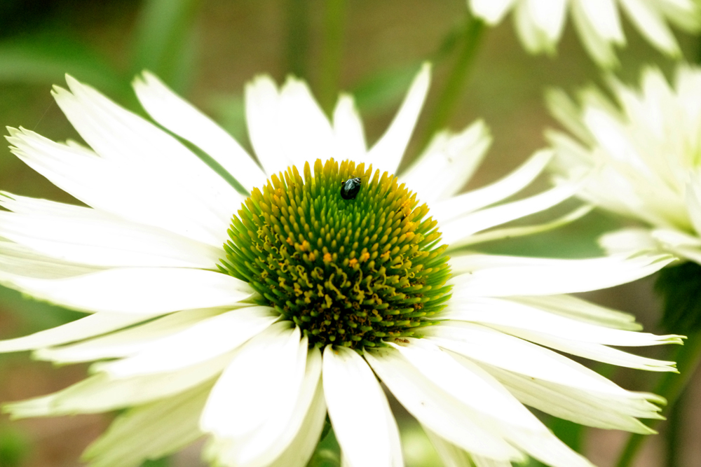 白い花と小さい虫 By Rodmond Id 写真共有サイト Photohito