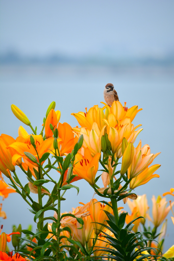 small audience