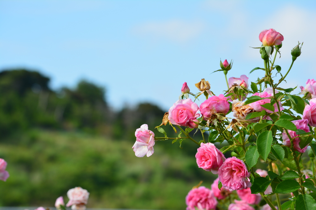 薔薇と青空