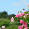 薔薇と青空