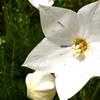 白花