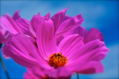 青空秋桜