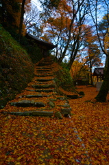 Autumn leaves carpet