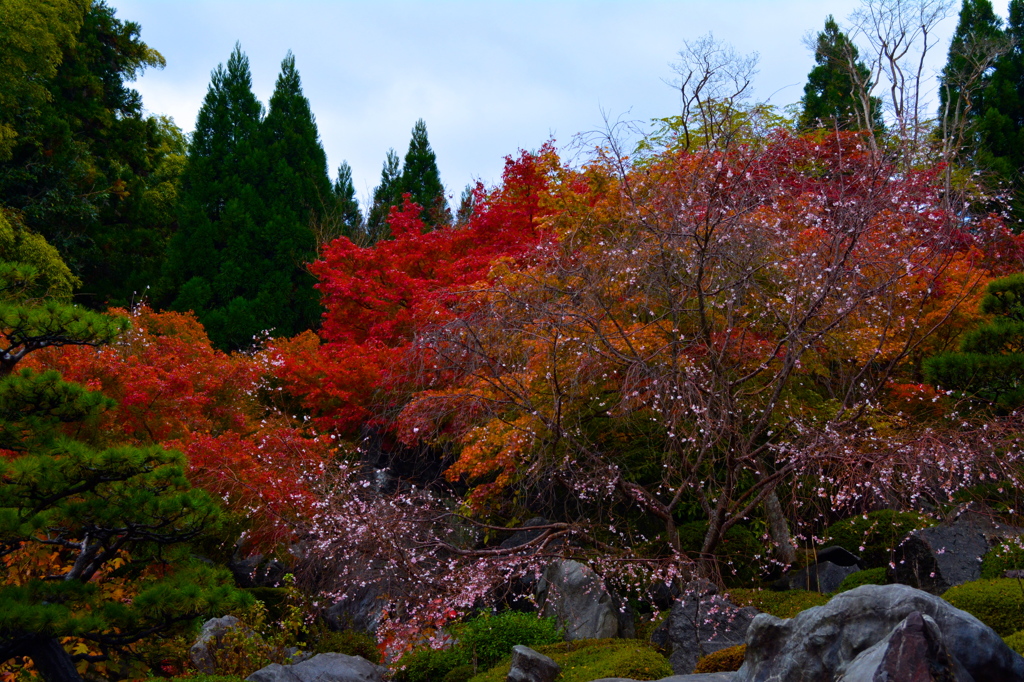 japanese autumn