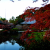 長岳寺紅葉
