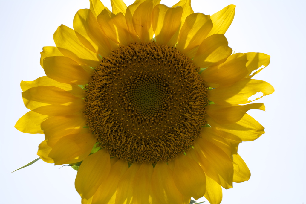 太陽花」