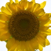 太陽花」