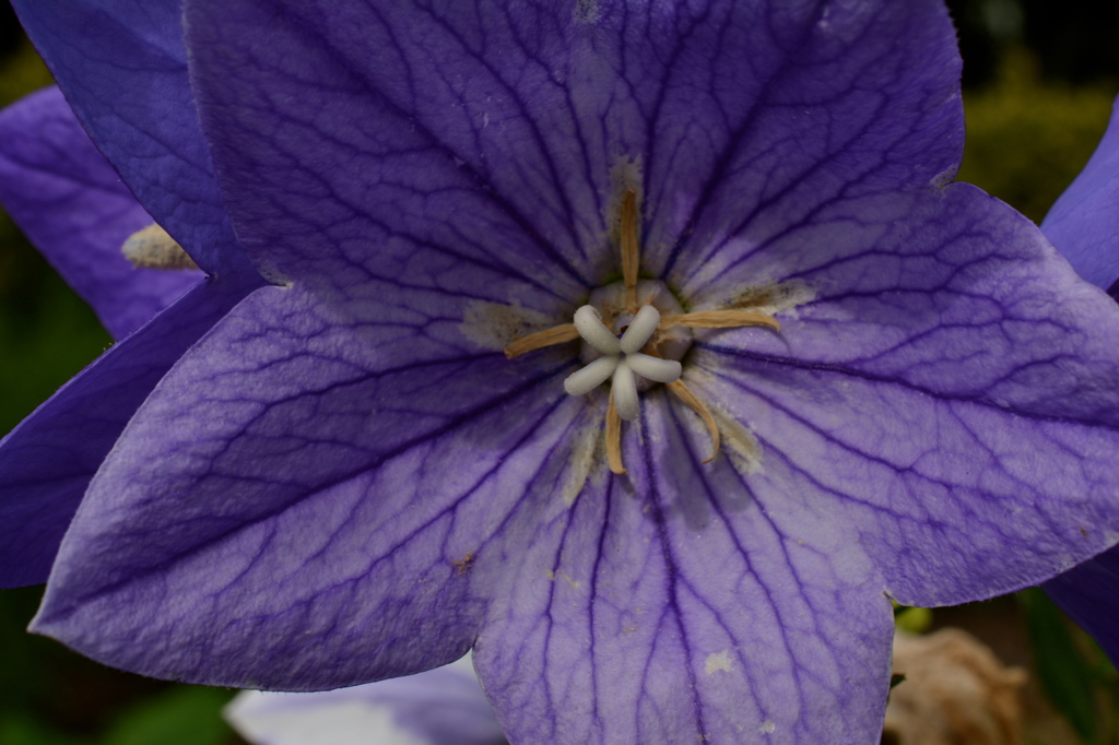なんの花？