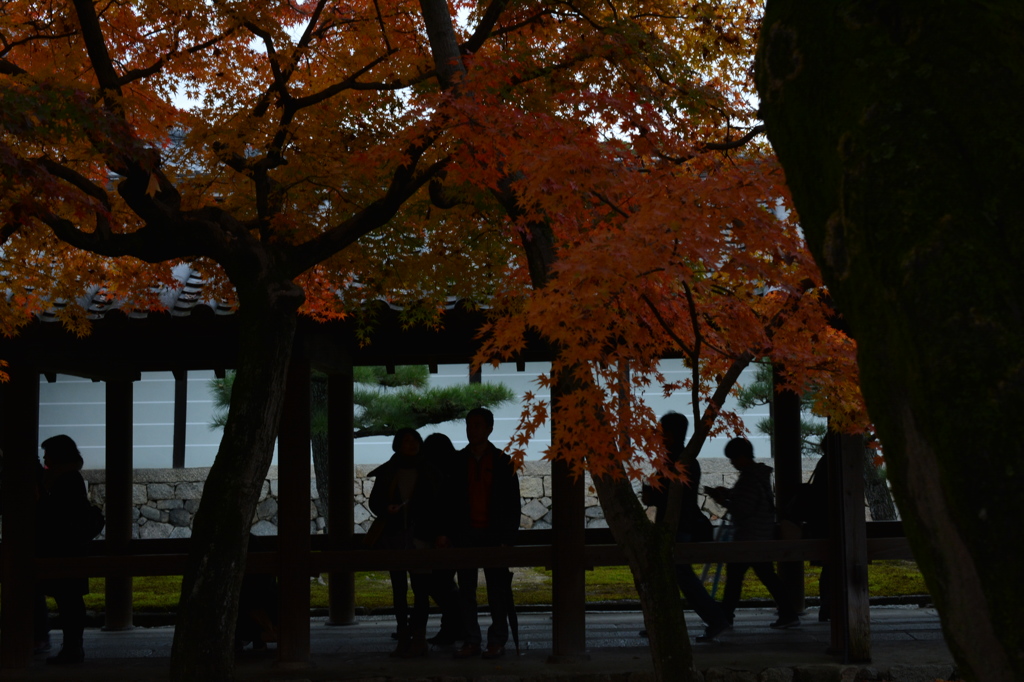 紅葉の影に