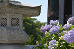 紫陽花と灯籠