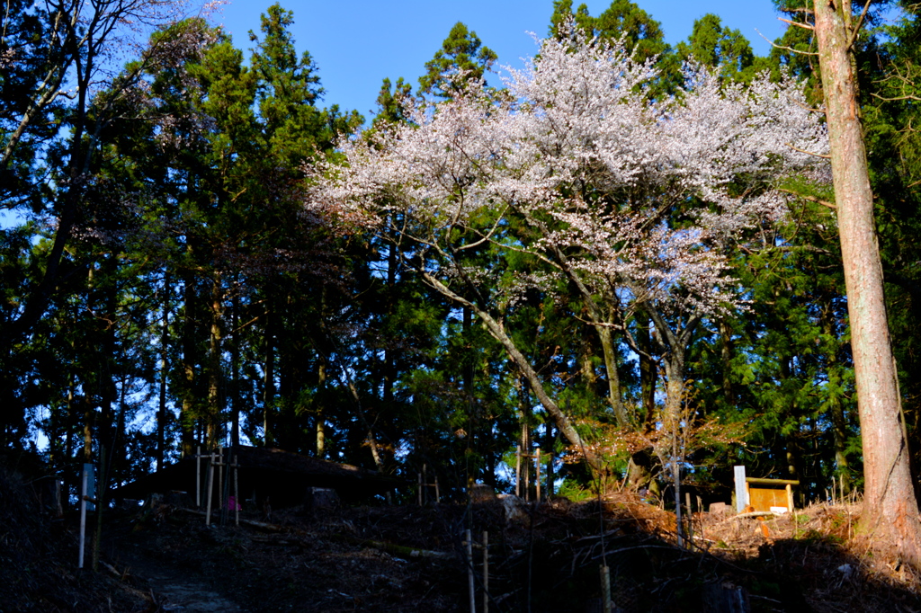 西行庵１本桜