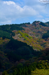 奥千本からの景色