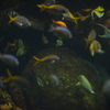 お魚の世界
