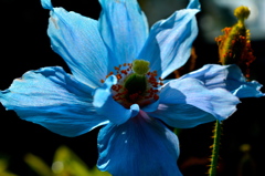 青い高山花