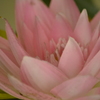 蓮花